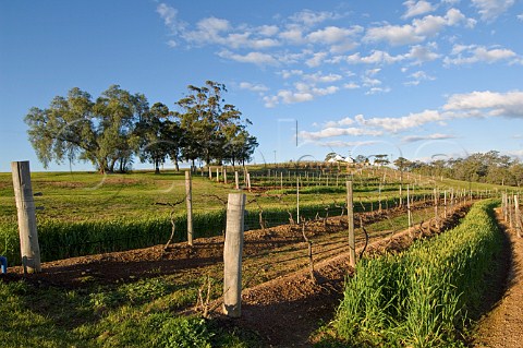 Plantings between vines in winter Audrey Wilkinson Lower Hunter Valley New South Wales Australia