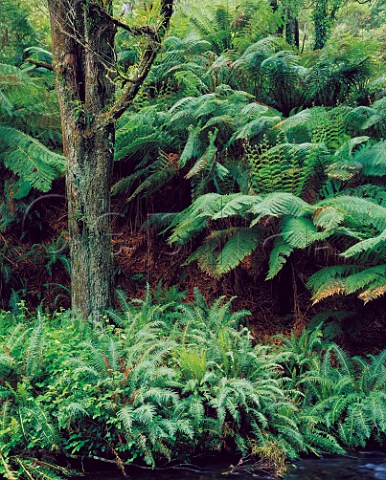 Ferns on river bank Aire RIver Otway Ranges Victoria Australia
