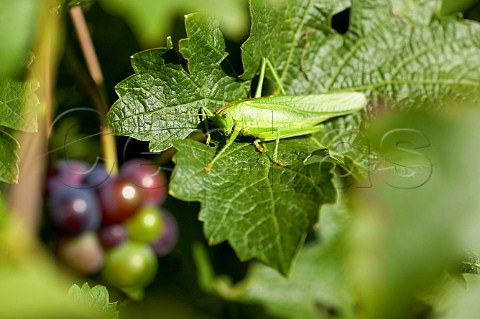 Grasshopper on leaf of organic vine