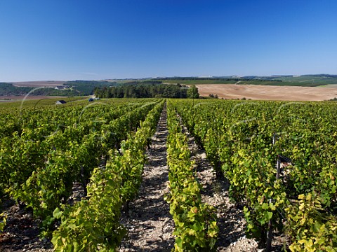 Vosgros vineyard at Chiche Yonne France Chablis Premier Cru