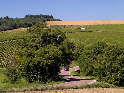 Road through vineyards near StCyrlesColons Yonne France  Cte dAuxerre