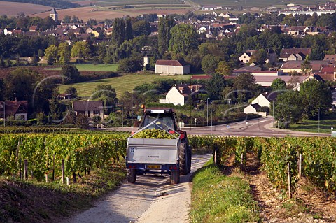 Tractor with trailer full of harvested chardonnay grapes in Les Clos vineyard above Chablis Yonne France Chablis Grand Cru