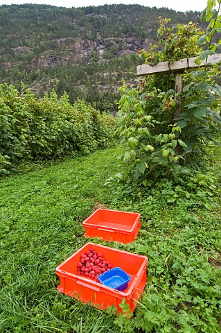 Raspberry farm Jostedal Norway