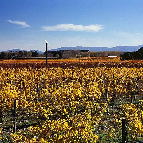 Autumnal vineyards of Mebus Estate on Dakins Road Gladstone Wairarapa New Zealand