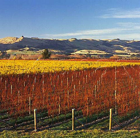 Autumnal vineyards of Borthwick Estate on Dakins Road Gladstone Wairarapa New Zealand