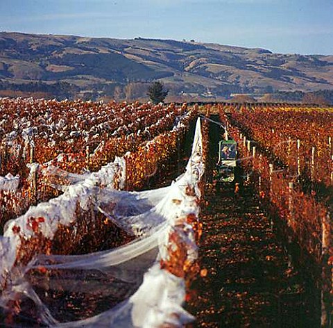 Removing bird netting from autumnal Pinot Noir vineyard of Schubert Wines on Dakins Road Gladstone Wairarapa New Zealand