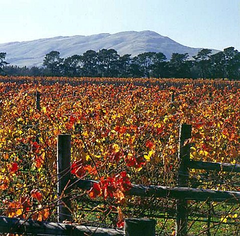 Autumnal vineyards of Matahiwi Estate Masterton Wairarapa New Zealand