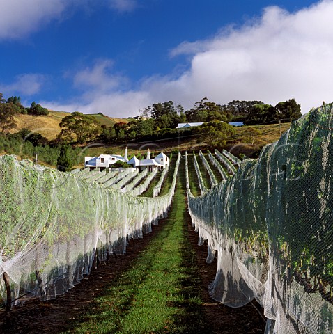 Coleraine vineyard covered with bird netting and house of John Buck Te Mata Havelock North New Zealand Hawkes Bay
