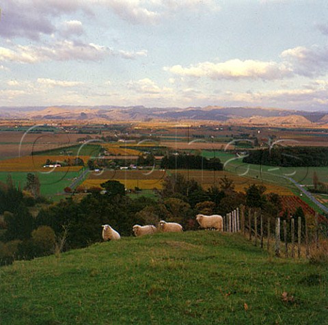 View from Grays Hill Lookout across the Golden Slopes and Central Valley subregions of Gisborne New Zealand