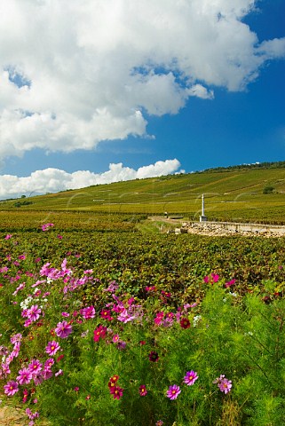 Flowers bordering Les Chaumes vineyard with the vineyards of La Tche and Aux Malconsorts beyond VosneRomane Cte dOr France  Cte de Nuits
