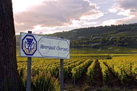 Sunset over Les Charmes vineyard Meursault   Cte dOr France  Cte de Beaune Premier Cru