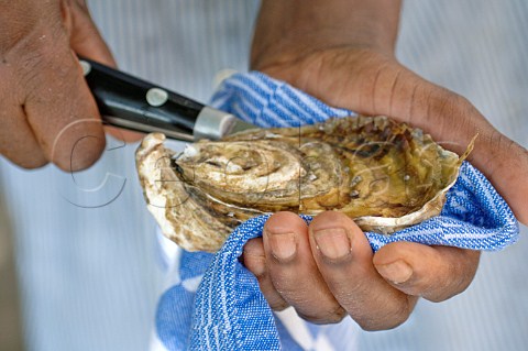 Opening a fresh oyster