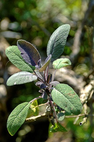 Sage plant