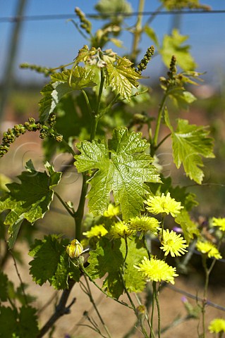 Organic wine growing in Spata Greece Attica