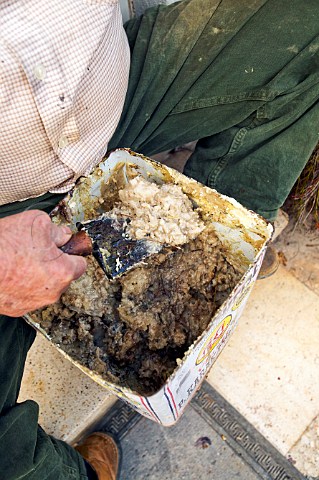 Evangelos Mitrogiannis one of the rare pine resin collecters checking the quality of some resin Kouvaras Greece Attica