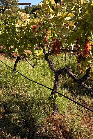 Organic vine growing at Dalamara Winery Naoussa Macedonia Greece Naoussa