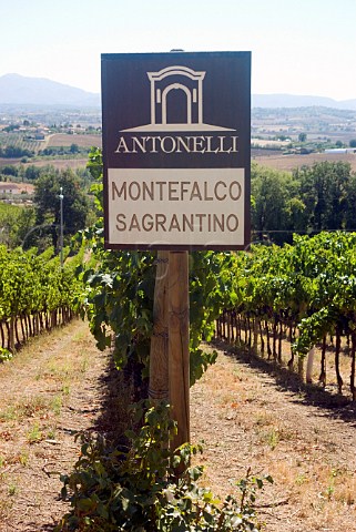 Sagrantino vineyard of Antonelli Montefalco Umbria Italy Sagrantino di Montefalco