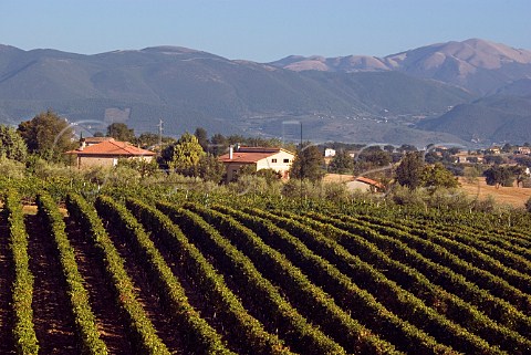 Sagrantino vineyard of Perticaia Montefalco Umbria Italy Sagrantino di Montefalco