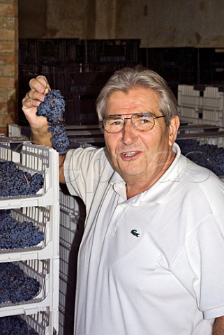 Guido Guardigli of Perticaia with partially dried Sagrantino grapes for production of Passito Montefalco Umbria Italy Sagrantino di Montefalco DOCG