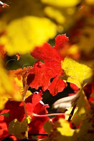 Autumn vine leaves in vineyard of Chteau de Pic Langoiran Gironde France Premires Ctes de Bordeaux