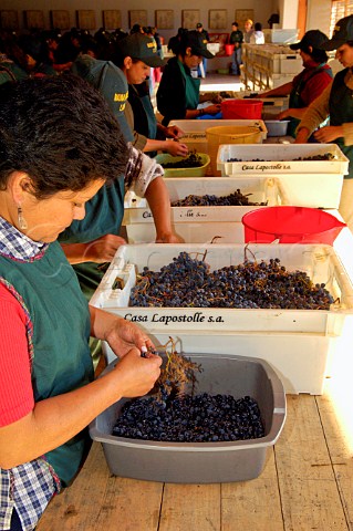 Destemming grapes at Lapostolles Clos Apalta winery Colchagua Valley Chile