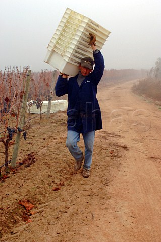 Worker carrying empty grape boxes on misty morning in Clos Apalta vineyard of Lapostolle  Colchagua Chile