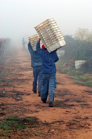 Workers carrying empty grape boxes on misty morning in Clos Apalta vineyard of Lapostolle  Colchagua Chile