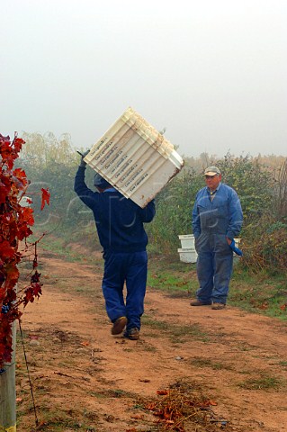 Worker carrying empty grape boxes on misty morning in Clos Apalta vineyard of Lapostolle  Colchagua Chile