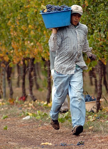 Harvesting Cabernet Sauvignon grapes for Estampa winery Colchagua Chile