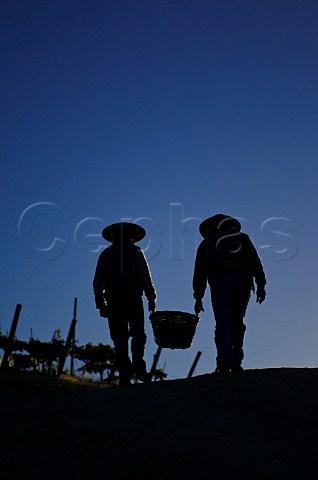 Silhouette of workers in vineyard of Luis Felipe Edwards Colchagua Valley Chile Rapel