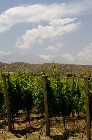 Vineyards of Bodega Catena Zapata Mendoza Argentina