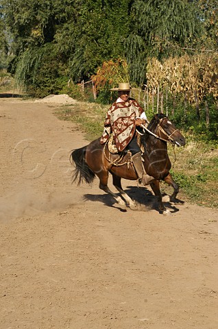Huaso on horseback Colchagua Valley Chile