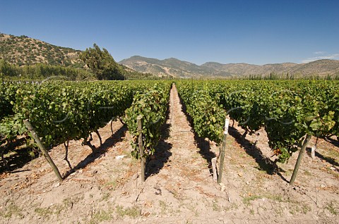Old Block Malbec vineyard of Luis Felipe Edwards Colchagua Valley Chile Rapel