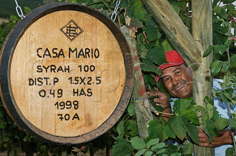 Vineyard manager in Casa Mario Syrah vineyard of Luis Felipe Edwards Colchagua Valley Chile Rapel