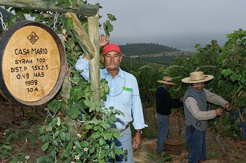 Vineyard manager in Casa Mario Syrah vineyard of Luis Felipe Edwards Colchagua Valley Chile Rapel