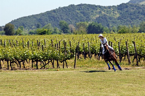 Playing Polo Cross in vineyards of Viu Manent Colchagua Valley Chile Rapel