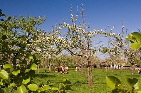 Cattle in orchard of Sheppys Cider near Taunton Somerset England