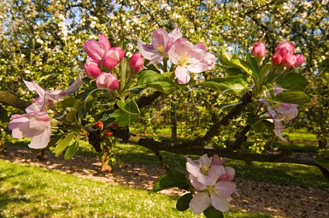 Spring blossom in cider apple orchard Almondsbury Avon England