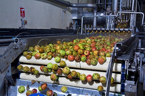 Cider Apples being washed and processed at Thatchers cider Sandford Somerset England