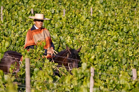 Huaso in Chardonnay vineyard of Lapostolle Casablanca Valley Chile