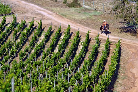 Huaso riding through chardonnay vineyards of Lapostolle in Casablanca Valley Chile