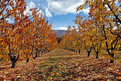 Orchard in autumn Cromwell Central Otago South Island New Zealand