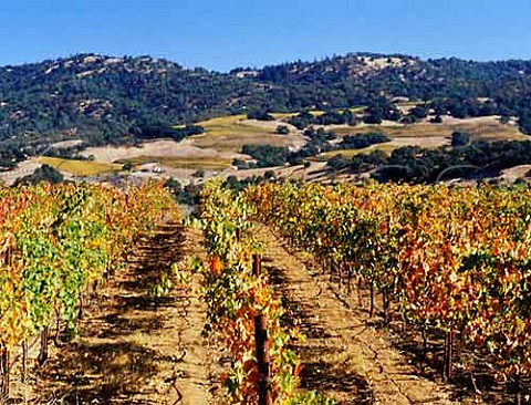 View over vineyards to the Mayacamas Mountains Healdsburg Sonoma Co California  Alexander Valley
