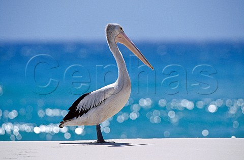 Australian Pelican Pelicanus conspicillatus  Moreton Island Queensland
