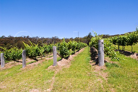Vineyard of Mimosa Winery near Bermagui New South Wales Australia