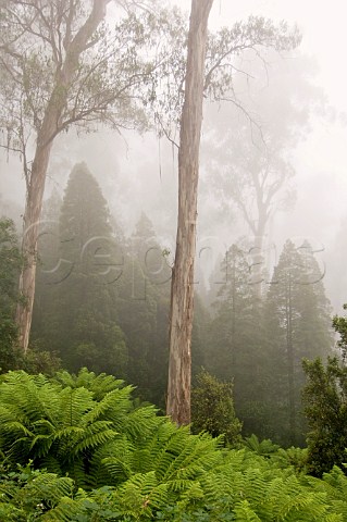 Rainforest in mist Errinundra National Park Victoria Australia