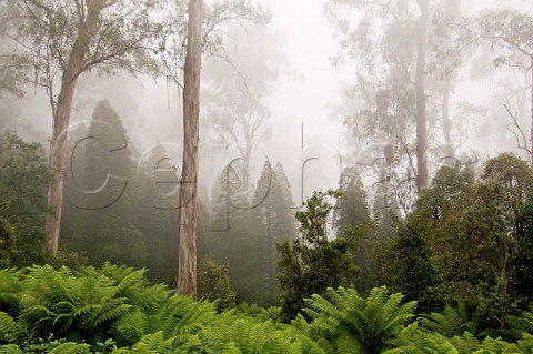 Rainforest in mist Errinundra National Park Victoria Australia