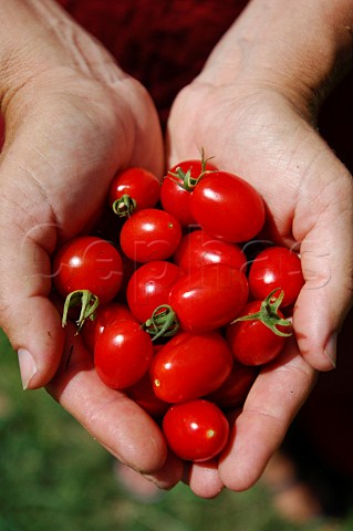 Hands holding cherry tomatoes