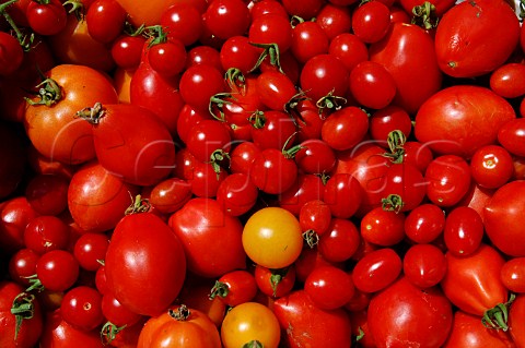 Variety of fresh tomatoes