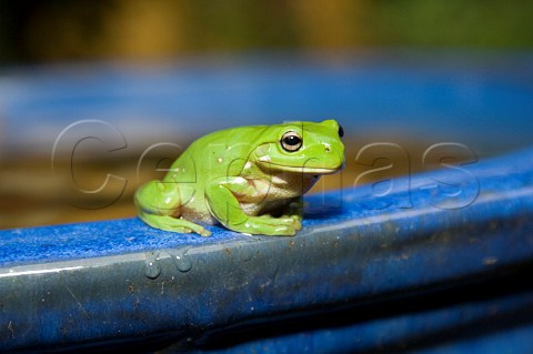 Green Tree Frog Litoria caerulea New South Wales Australia
